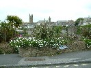 Flowers by the inner harbour. 31 May 2003.